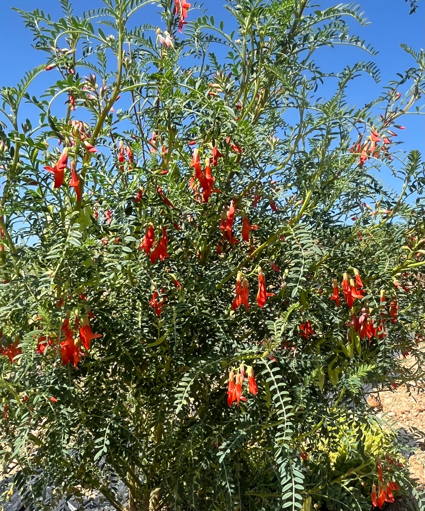 Sutherlandia (Cancer Bush) Capsules