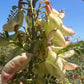 Sutherlandia (Cancer Bush) Capsules