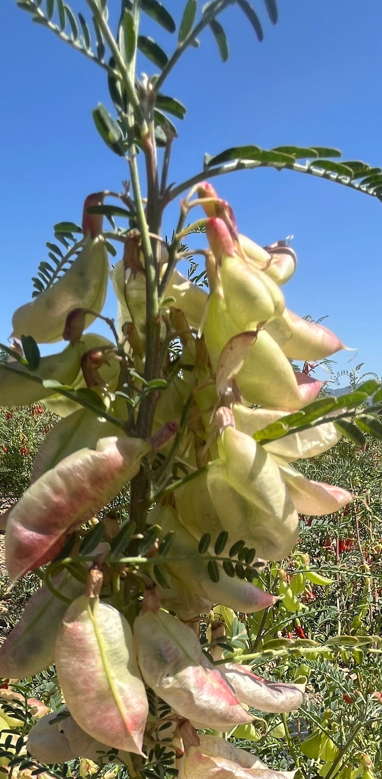 Sutherlandia (Cancer Bush) Capsules